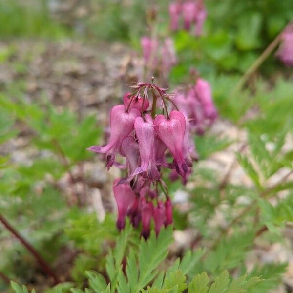 Dicentra eximia Çiçek