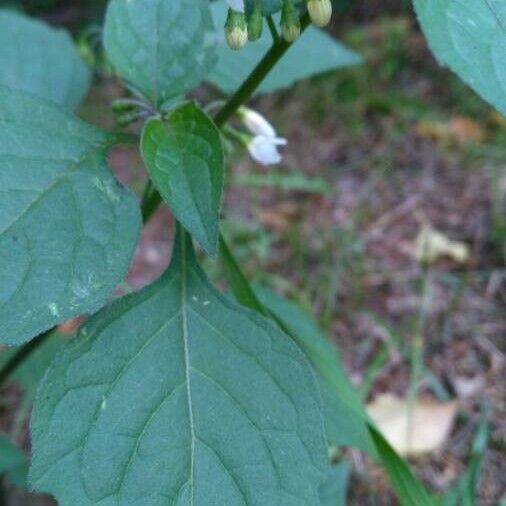 Solanum americanum Λουλούδι
