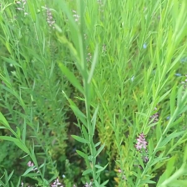 Linum usitatissimum Feuille