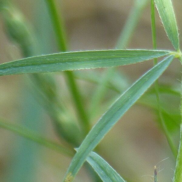 Trifolium angustifolium Leaf