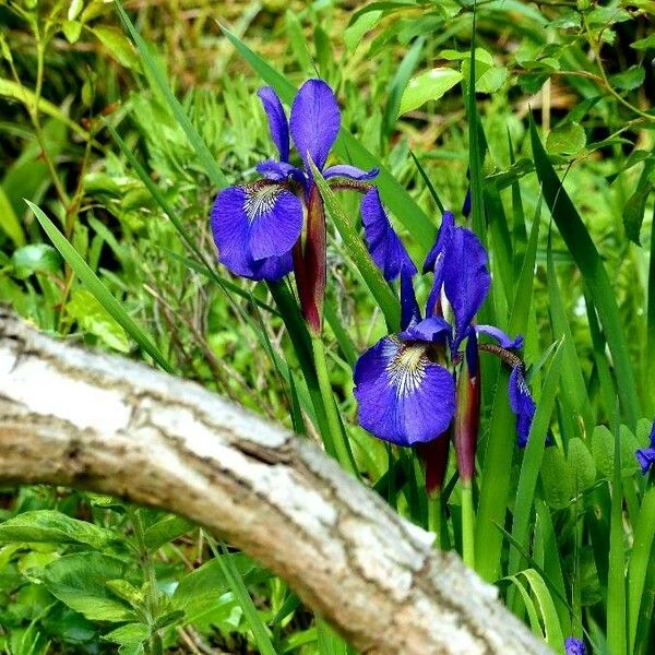 Iris sibirica 花