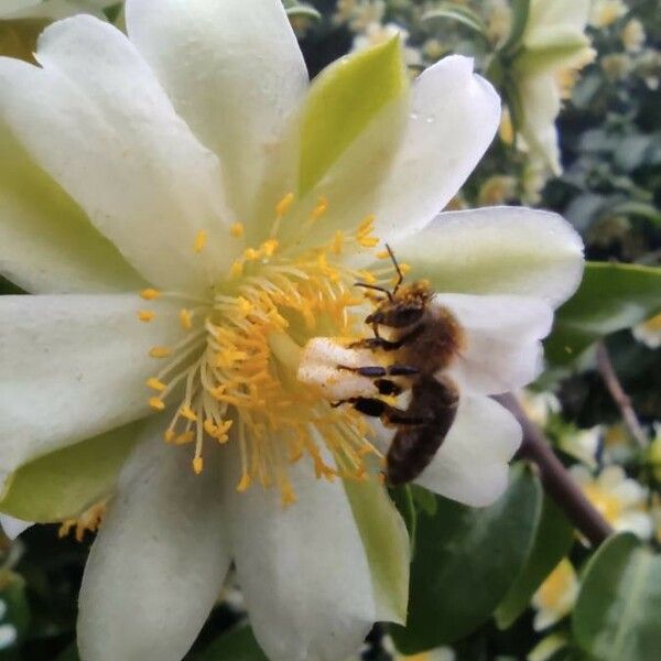 Pereskia aculeata Blomst