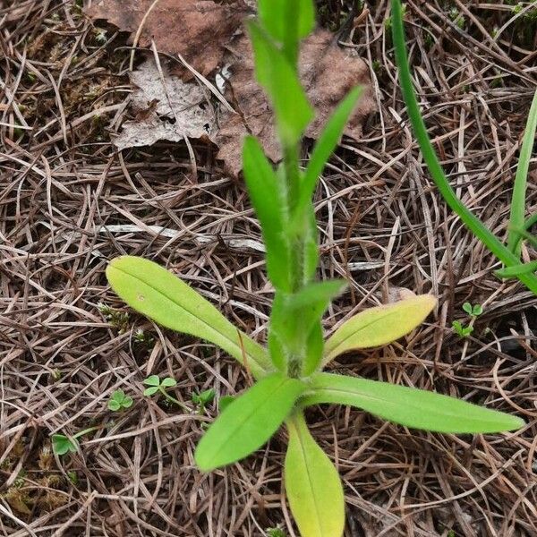 Myosotis alpestris Blad