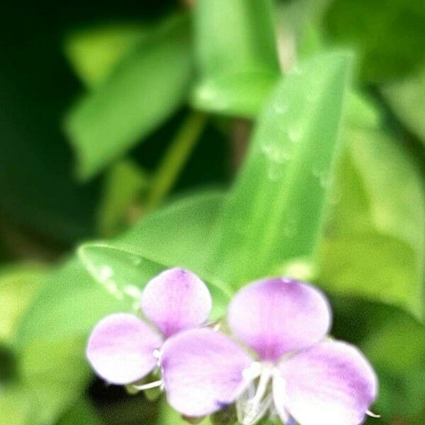 Murdannia nudiflora Flower