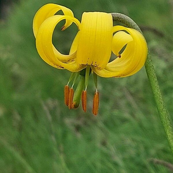 Lilium pyrenaicum Kwiat