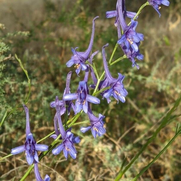 Delphinium gracile Buveinė