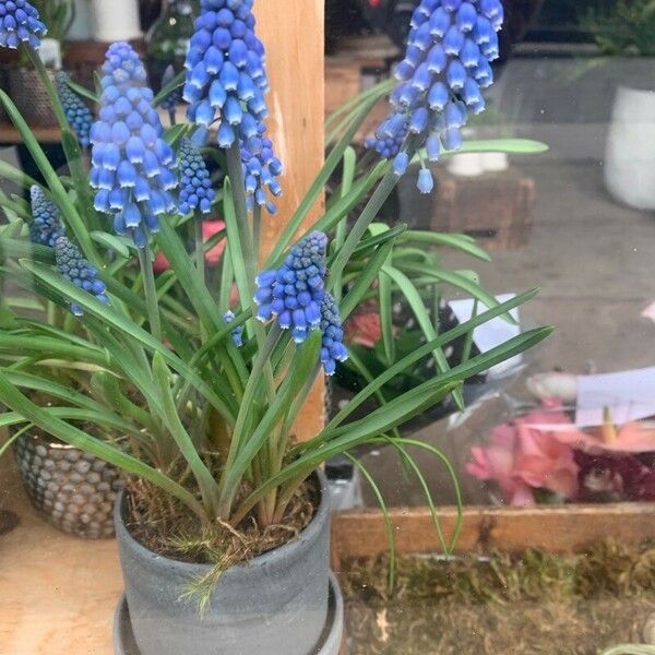 Muscari armeniacum Feuille