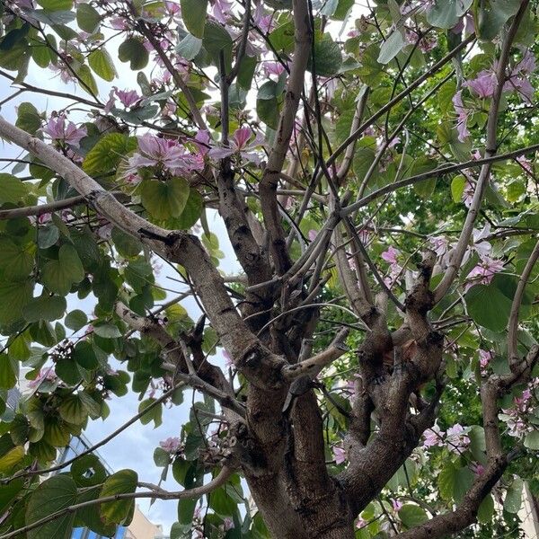 Bauhinia purpurea Blomst