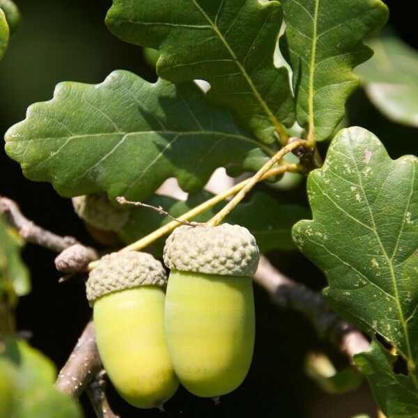 Quercus robur ഫലം