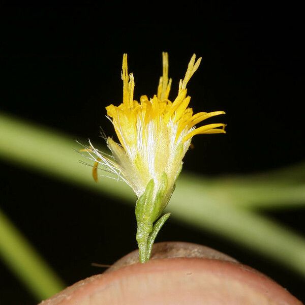 Euthamia occidentalis Floare