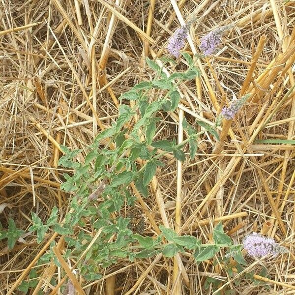 Mentha longifolia Celota