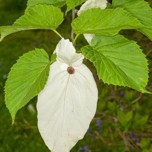 Davidia involucrata Flors