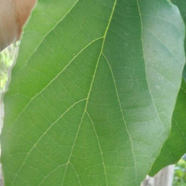 Cordia dichotoma 叶