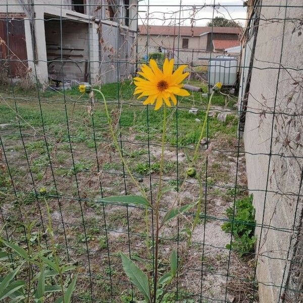 Helianthus pauciflorus Flower