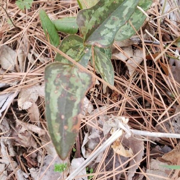 Smilax bona-nox Leaf