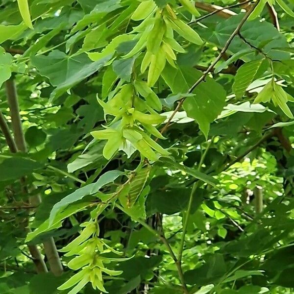 Acer campestre Habitatea