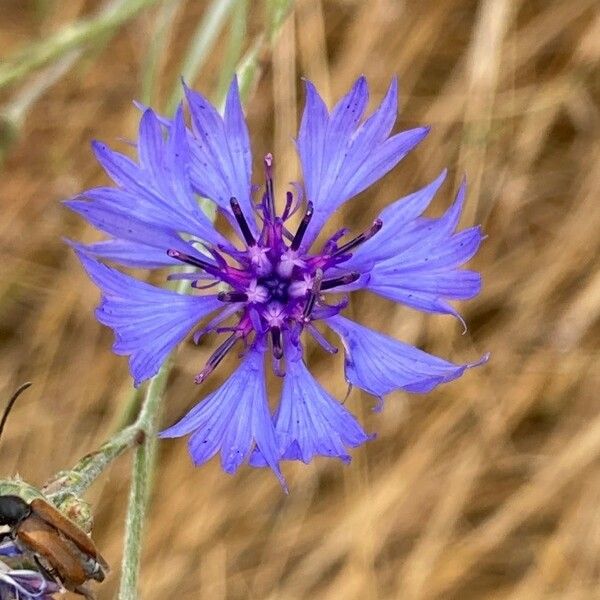 Cyanus segetum Kukka