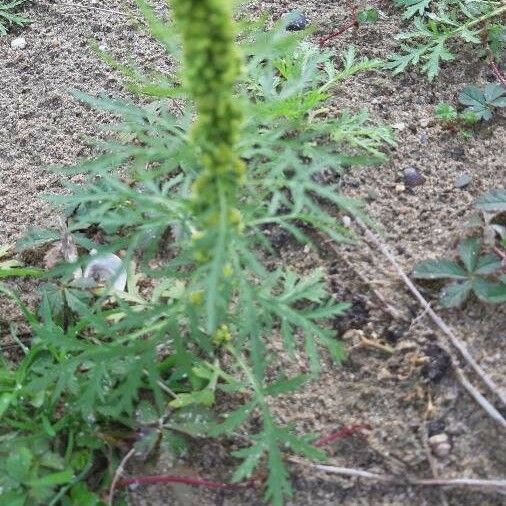 Artemisia biennis Leht