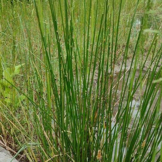 Juncus conglomeratus Habitatea