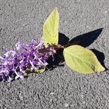 Plectranthus ecklonii Цвят