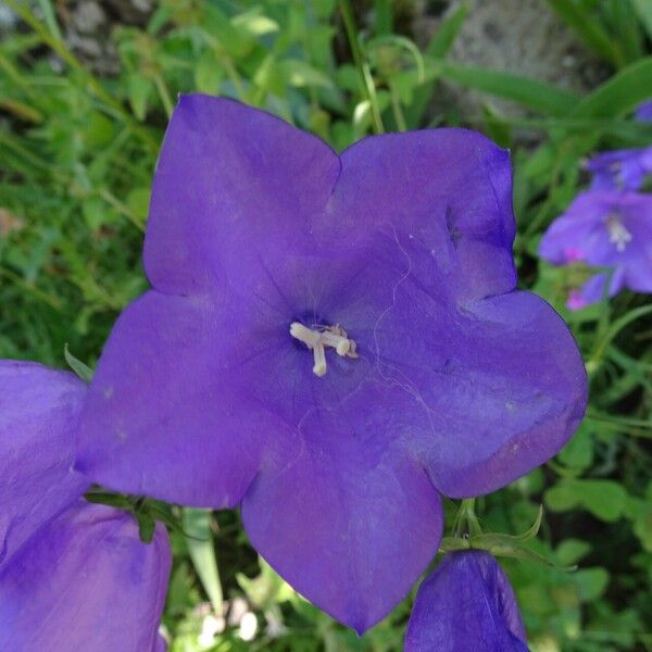 Campanula persicifolia Flor