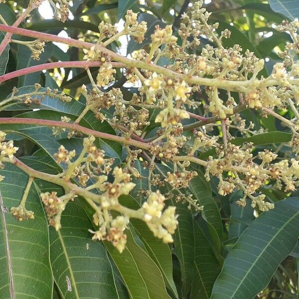 Mangifera indica Fruit