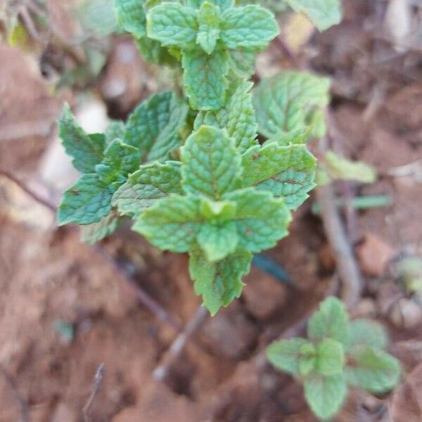 Mentha × rotundifolia Blatt