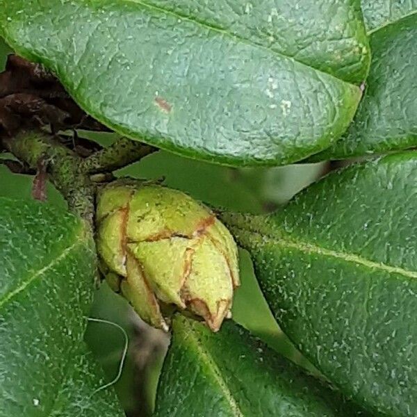 Rhododendron forrestii Blomst