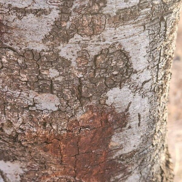 Pappea capensis Ŝelo