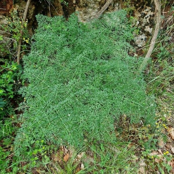 Ferula glauca Yaprak