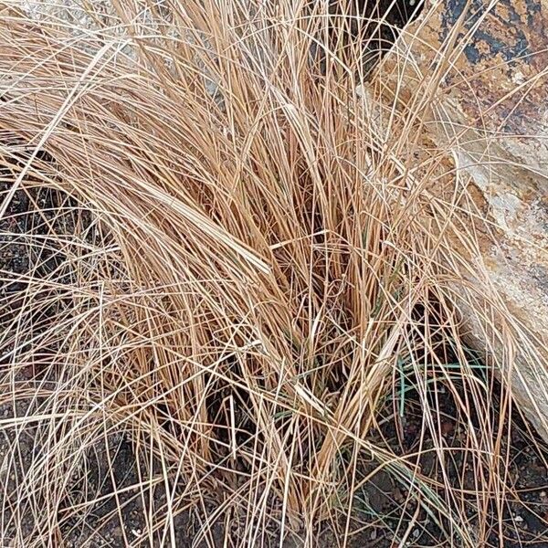 Eragrostis curvula Blad