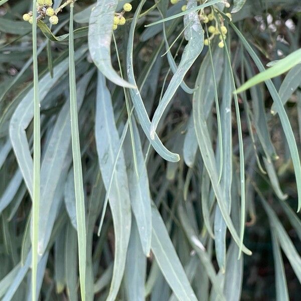 Acacia retinodes Leaf