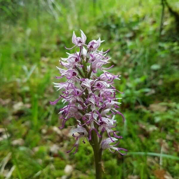 Orchis simia 花