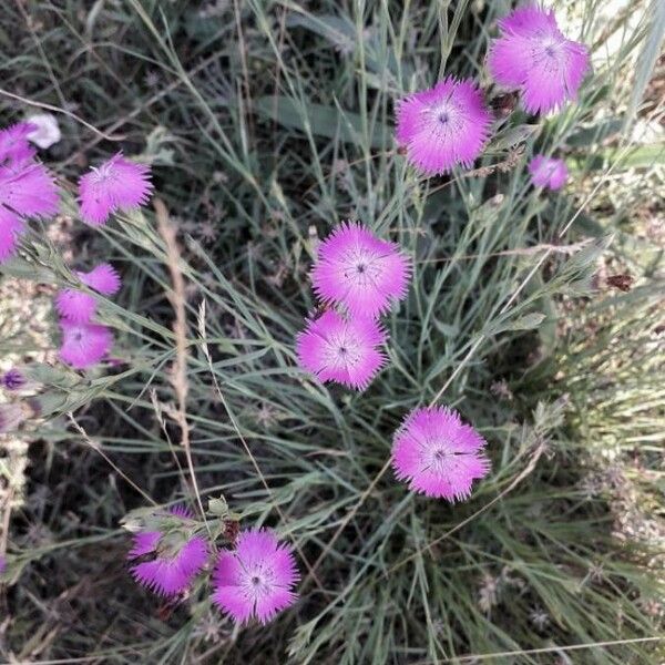 Dianthus carthusianorum Květ