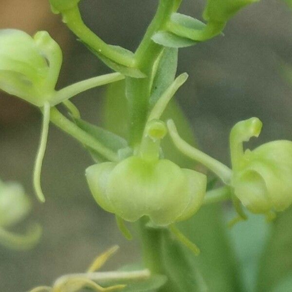 Liparis epiphytica Flower