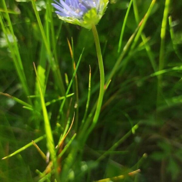 Jasione montana Levél