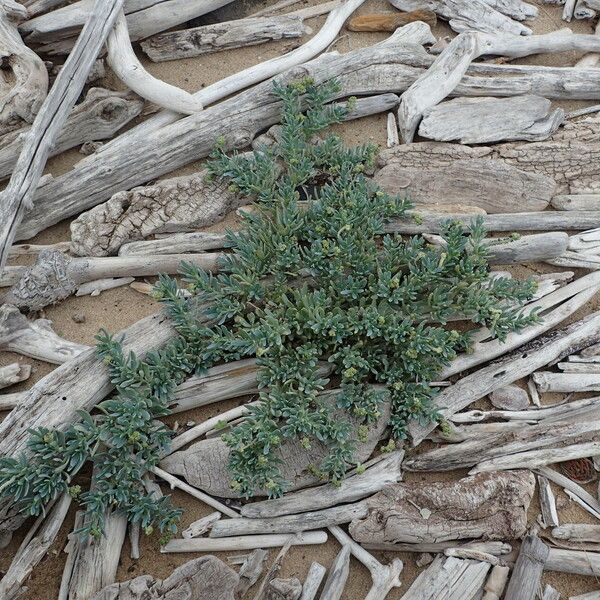 Heliotropium curassavicum Habit