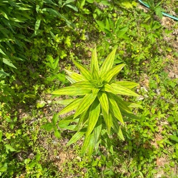 Lilium canadense Лист