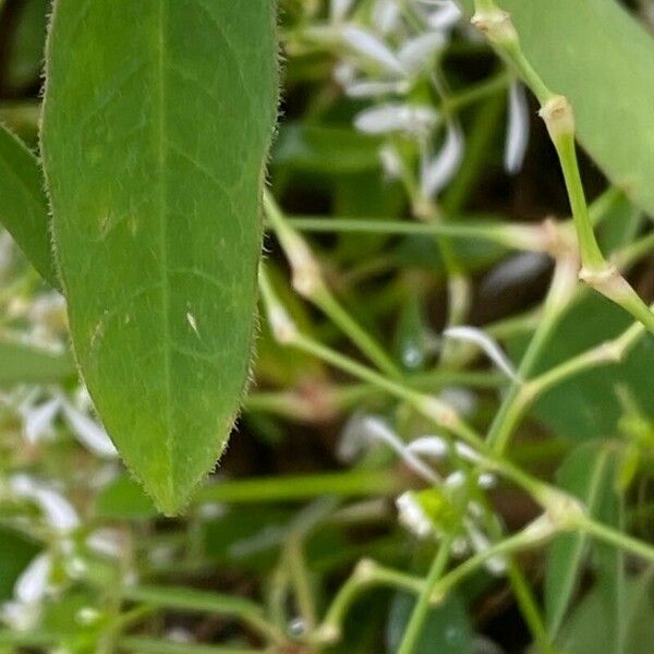 Euphorbia hypericifolia পাতা
