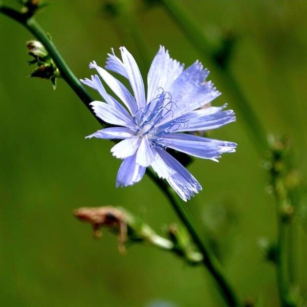 Cichorium endivia Fleur