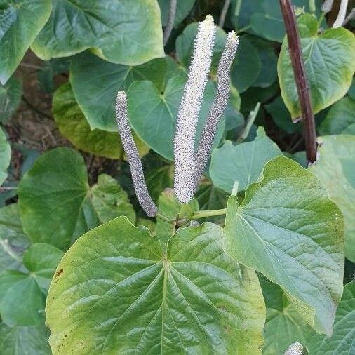 Piper methysticum Flower