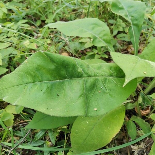 Pulmonaria mollis Φύλλο