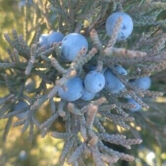 Juniperus virginiana Fruit