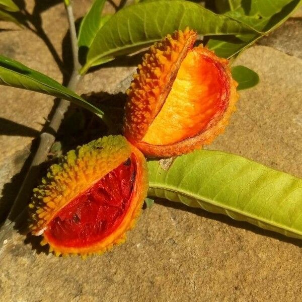 Tabernaemontana hystrix Fruit