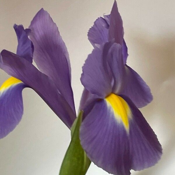 Iris xiphium 花