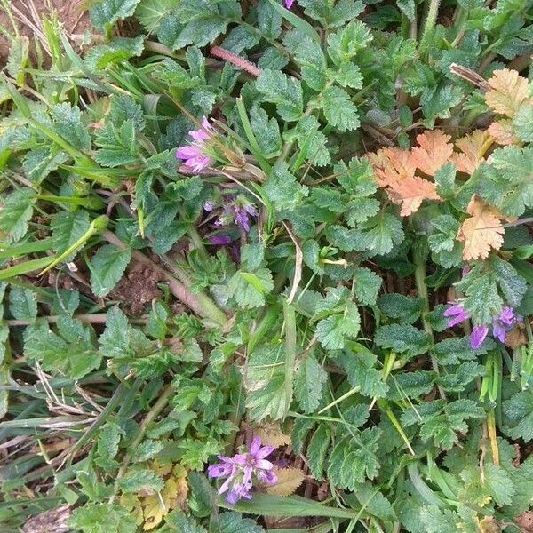 Erodium moschatum Fleur