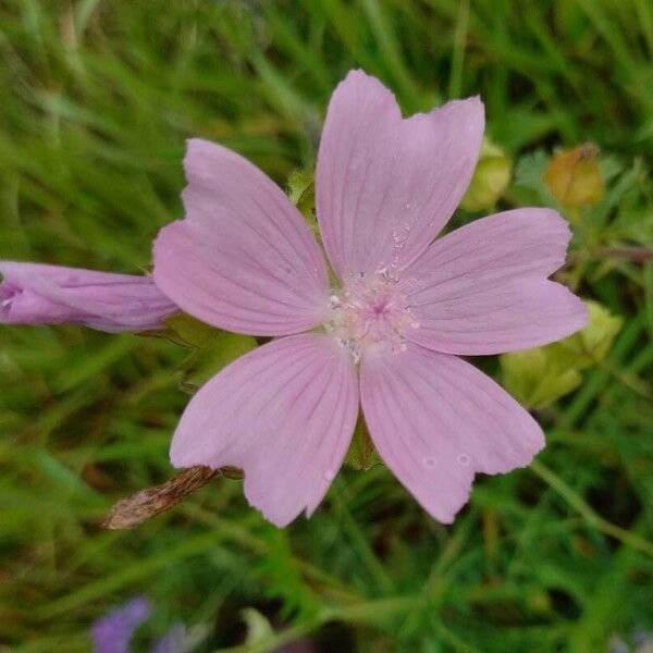 Malva moschata പുഷ്പം