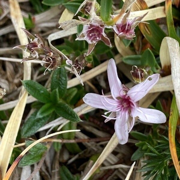 Arenaria purpurascens Λουλούδι