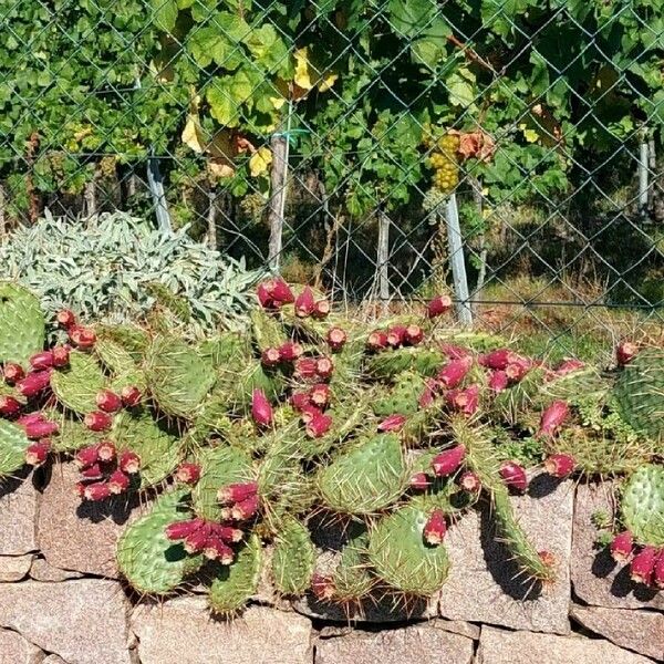 Opuntia phaeacantha Hábito