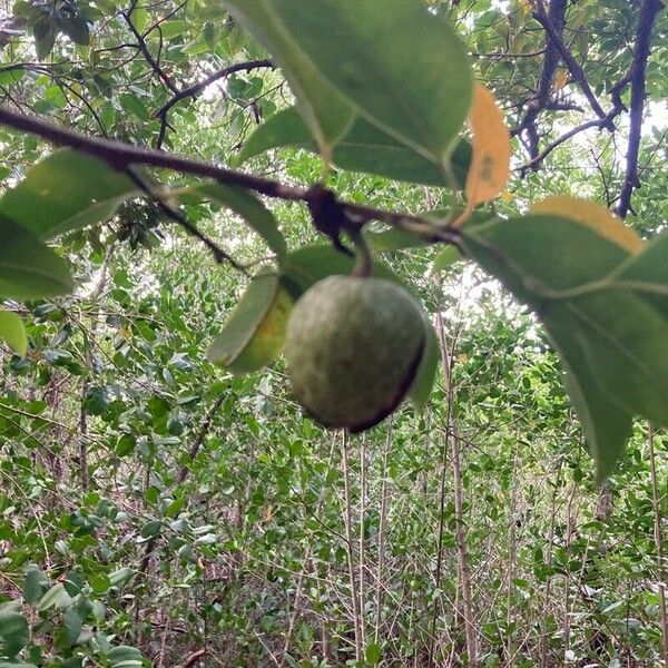 Annona glabra ഫലം